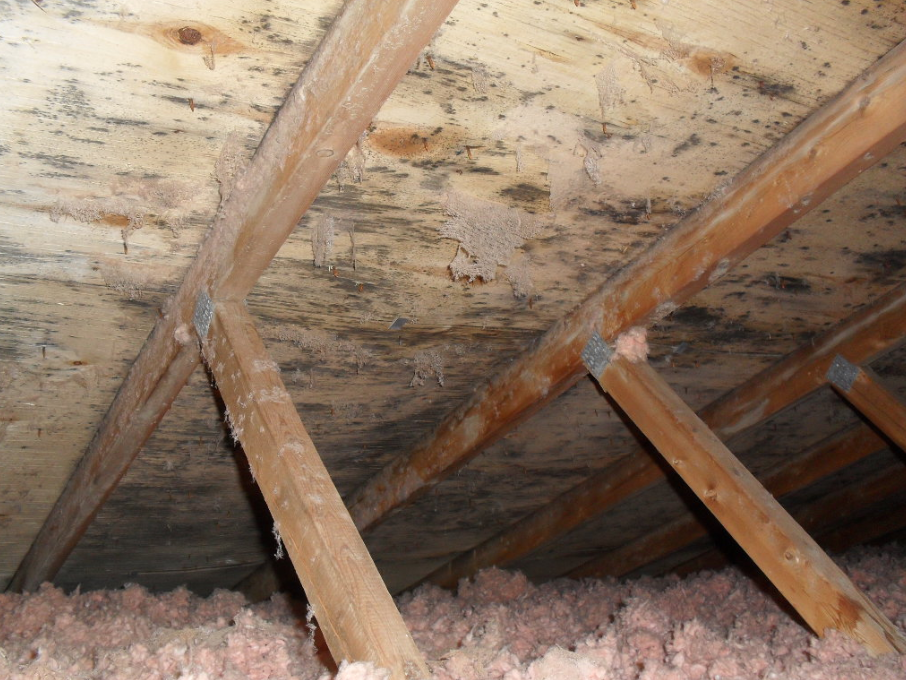How Do You Remove Black Mold From Plywood In Attic Image